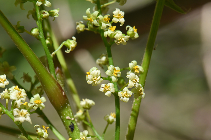 Western Poison Ivy has small white or white-greenish flowers on a loose flowering stalk and the flowers do not appear until the leaves have developed. Toxicodendron rydbergii 